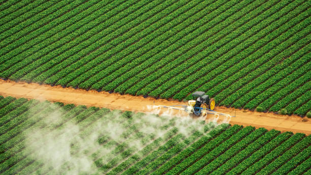Best Pest Prevention Services  in Ironton, MO