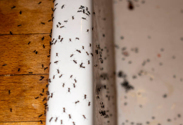 Best Emergency Pest Control  in Ironton, MO