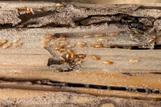 Best Commercial Pest Control Services  in Ironton, MO